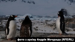 Пінгвінів чути і видно постійно