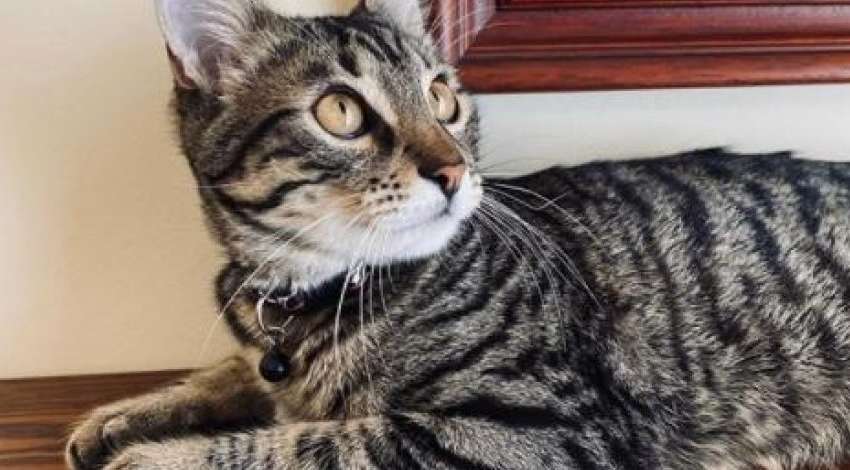 Во Львове «служащий» в мэрии кот стал инстаблогером: постит фото и ищет хозяев другим бездомным животным