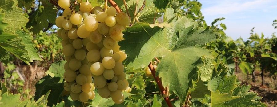 Українська виноробня на Львівщині почала вирощувати виноград для ігристих вин