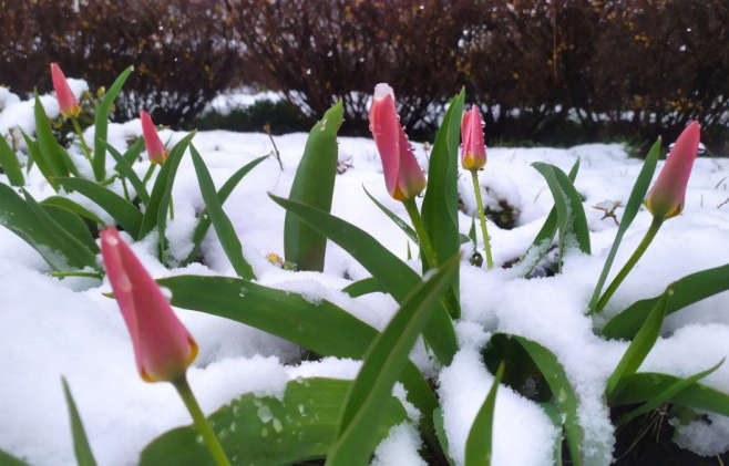 Сніг йде цілий день і засипав не тільки траву, а й нарциси і тюльпани, які розквітли у Трускавці - Львівщину засипало снігом (фото, відео)