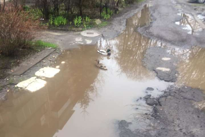 Качки спокійно плавають в калюжах - У Львові на дорогах утворилися глибокі ями. Там оселились качки (фото)