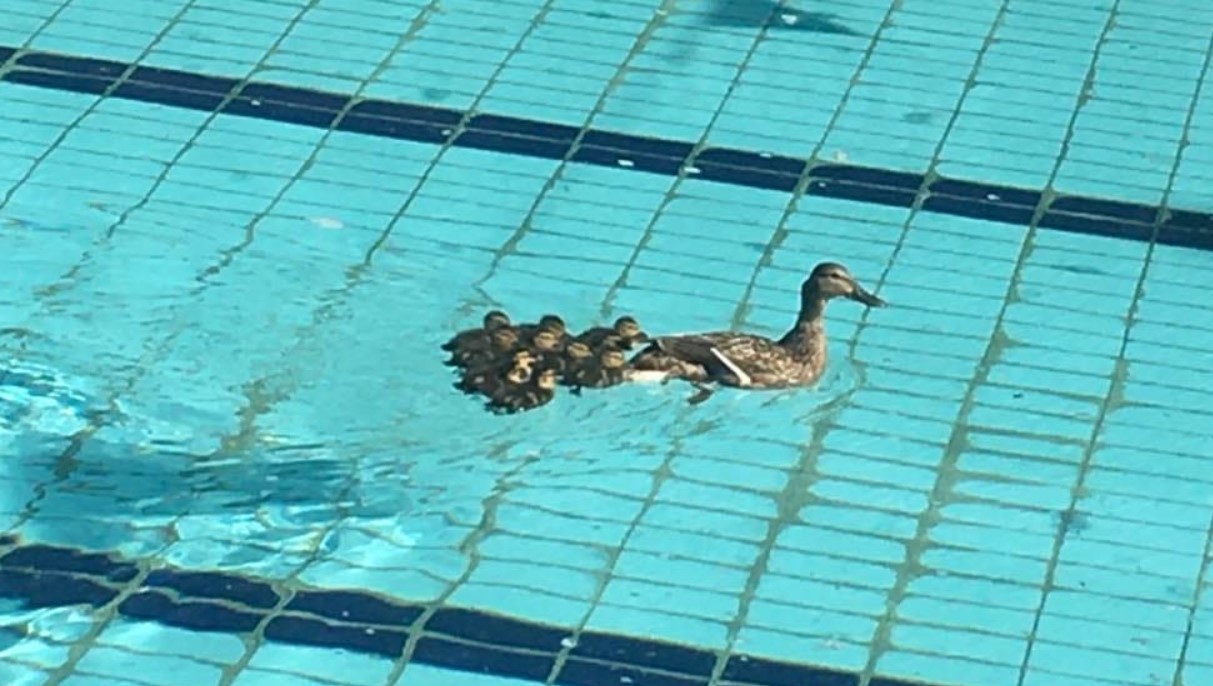 Во Львове в бассейне спорткомплекса поплавала утка с утятами