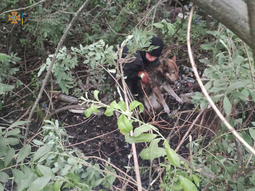 Скавчав і не міг вибратись: на Львівщині рятувальники витягли собаку з болота – фото