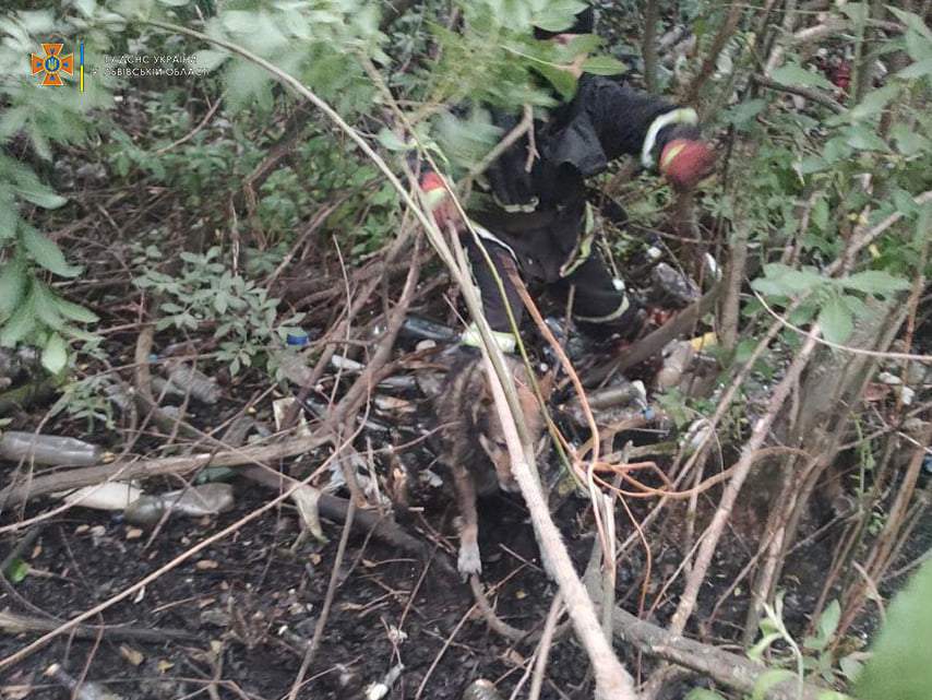 Скавчав і не міг вибратись: на Львівщині рятувальники витягли собаку з болота – фото