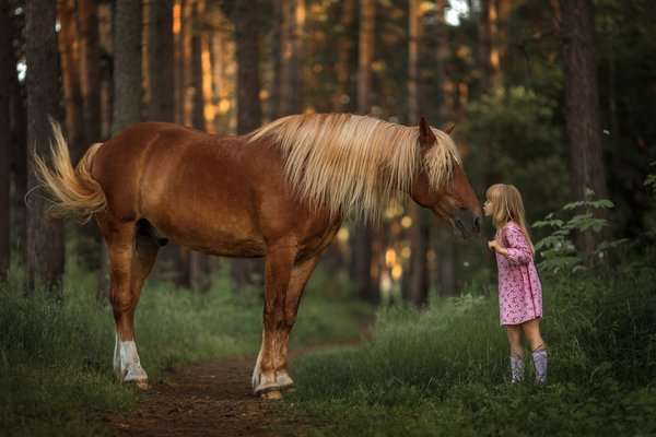 Во Львовской области лошадь откусила щеку ребенку