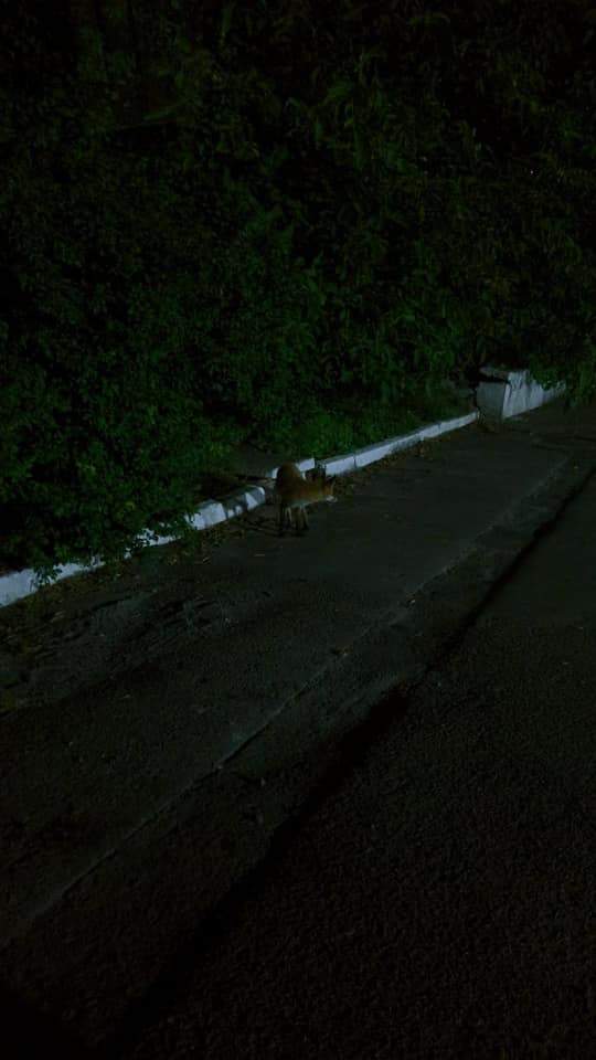 У Львові на території спорткомплексу помітили лисицю