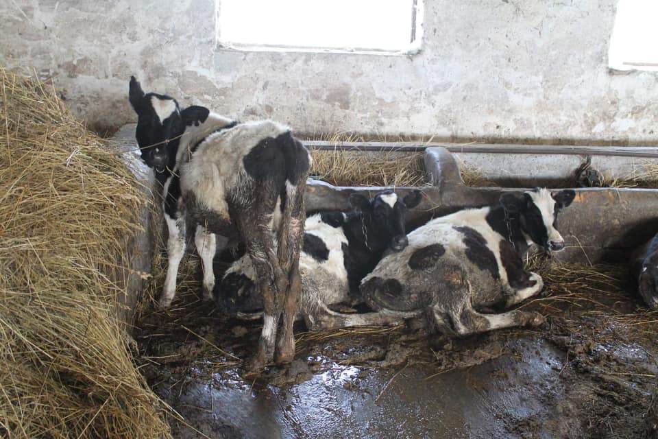 Зоозахисники заявили про жорстоке поводження з тваринами на фермі львівського вишу