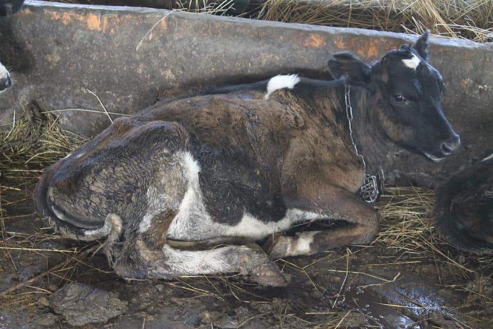 Зоозахисники заявили про жорстоке поводження з тваринами на фермі львівського вишу