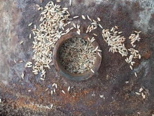 Во Львове нашли две бочки с зерном, которые были спрятаны в период голода 1947 года. ФОТО