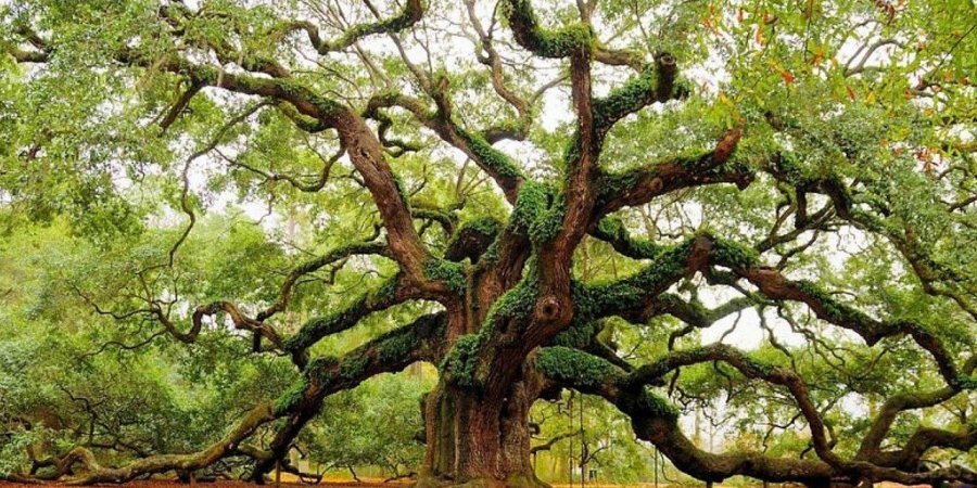 Екологи з’ясували, що сумарний вік дубів майже 1000 років (Фото:GreenPost)