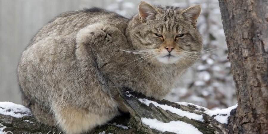 Жителі Лихобори організували справжню спецоперацію з порятунку лісового кота. (Фото:naturephoto)
