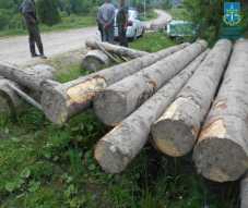 На
Львівщині двоє місцевих мешканців незаконно нарубали дерев на мільйон гривень