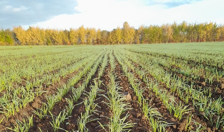 На Львівщині хворобами уражено до 5% озимих зернових